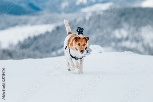 Fototapeta Naklejka Na Ścianę i Meble -  Happy fox terrier running wildly in the snow. Fun with a dog in the mountains. Hiking with a dog.
