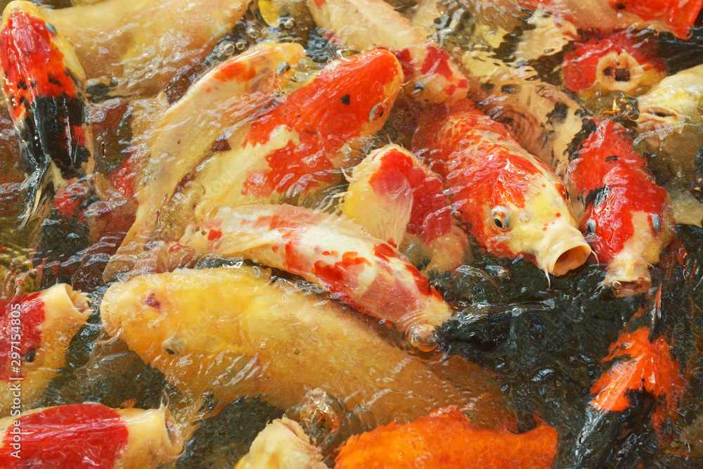 carp fish or koi fish swimming in the pond, cyprinus carpio haematopterus carp fish or koi fish swimming in the pond, cyprinus carpio haematopterus
