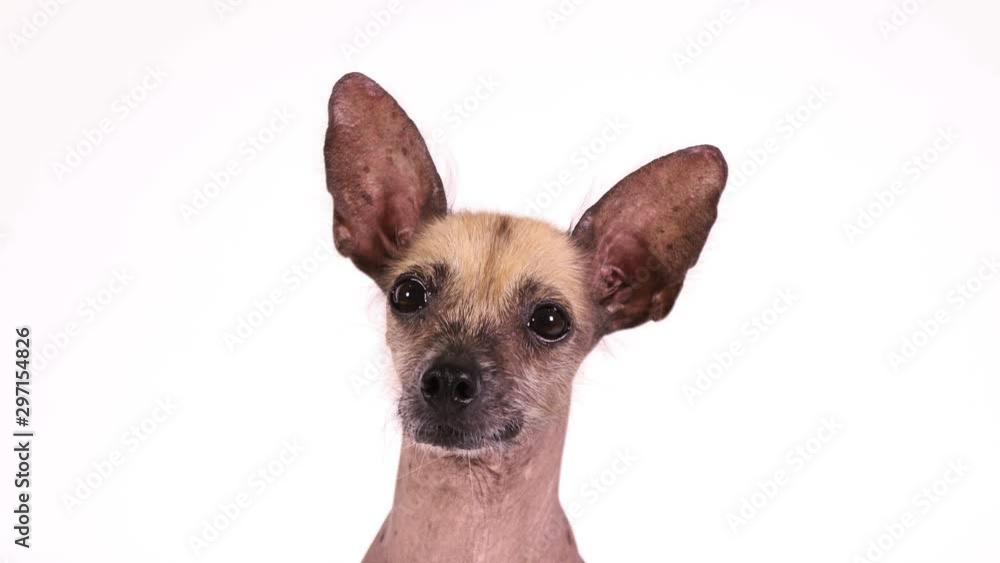 Portrait of a cute Xoloitzcuintli dog on white background Portrait of a cute Xoloitzcuintli dog on white background