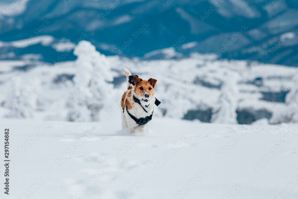 Happy fox terrier running wildly in the snow. Fun with a dog in the mountains. Hiking with a dog.