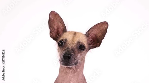 Portrait of a cute Xoloitzcuintli dog on white background