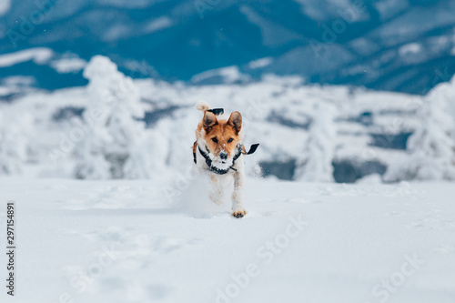 Happy fox terrier running wildly in the snow. Fun with a dog in the mountains. Hiking with a dog. © belyaaa