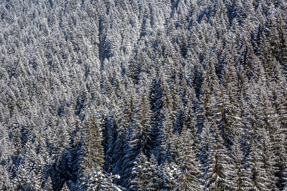Top view of snowy spruce forest Top view of snowy spruce forest