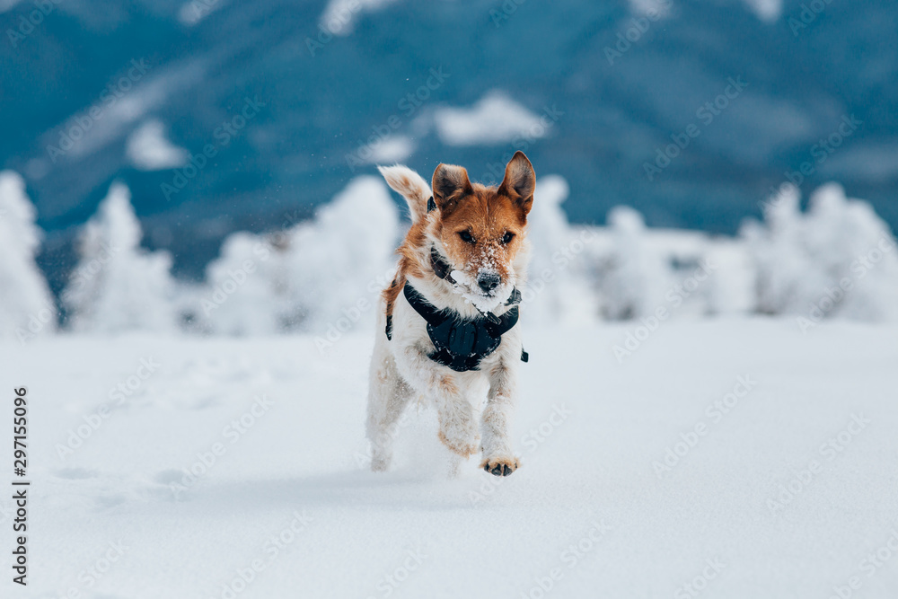 Happy fox terrier running wildly in the snow. Fun with a dog in the mountains. Hiking with a dog. Happy fox terrier running wildly in the snow. Fun with a dog in the mountains. Hiking with a dog.