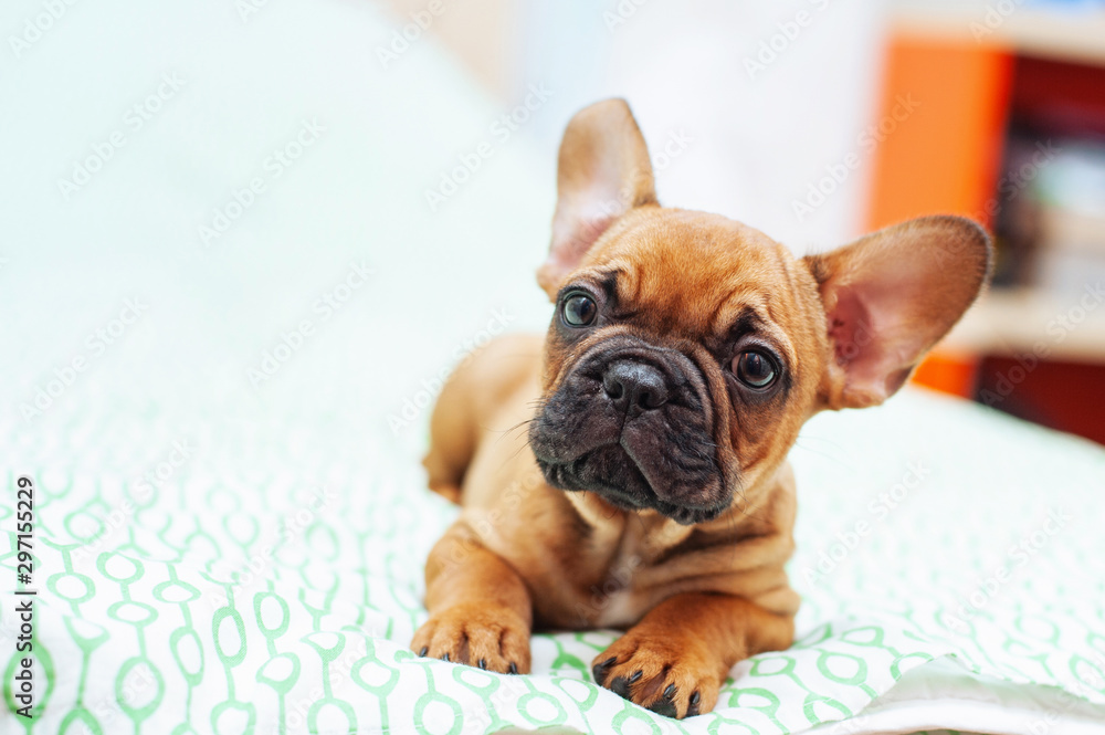 Cute french Bulldog puppy, two months old. selective focus