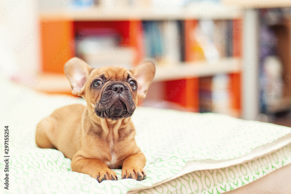 Cute french Bulldog puppy, two months old. selective focus