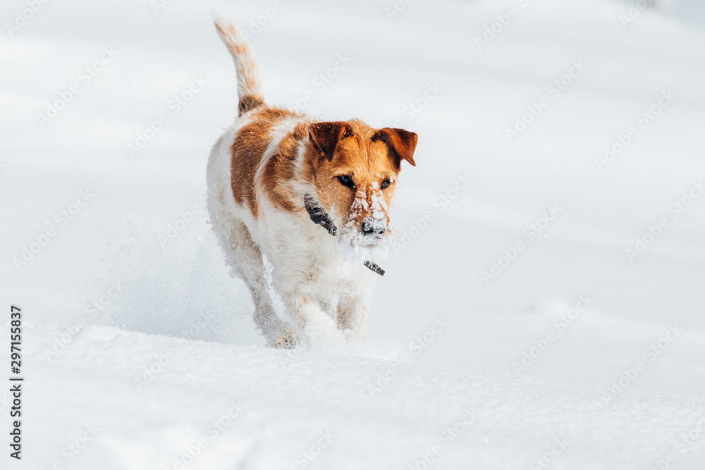 Happy fox terrier running wildly in the snow. Fun with a dog in the mountains. Hiking with a dog. Happy fox terrier running wildly in the snow. Fun with a dog in the mountains. Hiking with a dog.