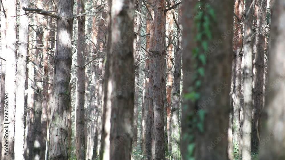Wild pine forest with green moss under the trees. Moving between trees in beautiful sunny morning just after sunrise. Slider shot Wild pine forest with green moss under the trees. Moving between trees in beautiful sunny morning just after sunrise. Slider shot