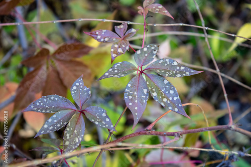 Autumn spotted leaves of wild grapes with raindrops on a warm morning photo