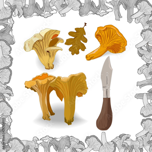 Yellow chanterelle vector illustration. Isolated image on white background