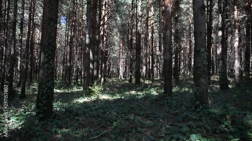 Wallpaper Mural Wild pine forest with green moss under the trees. Moving between trees in beautiful sunny morning just after sunrise. Slider shot Torontodigital.ca