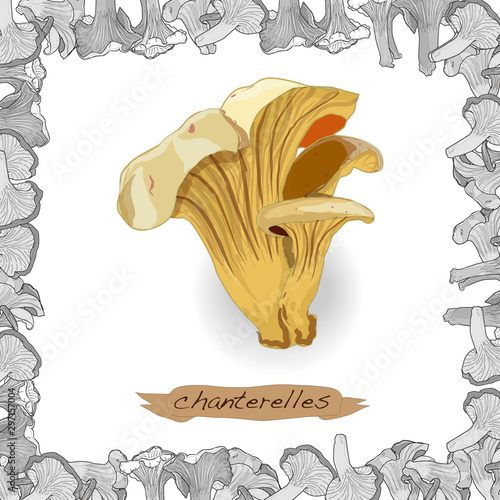Yellow chanterelle vector illustration. Isolated image on white background