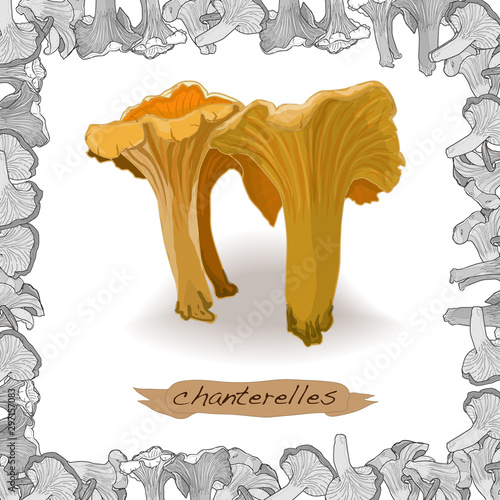 Yellow chanterelle vector illustration. Isolated image on white background