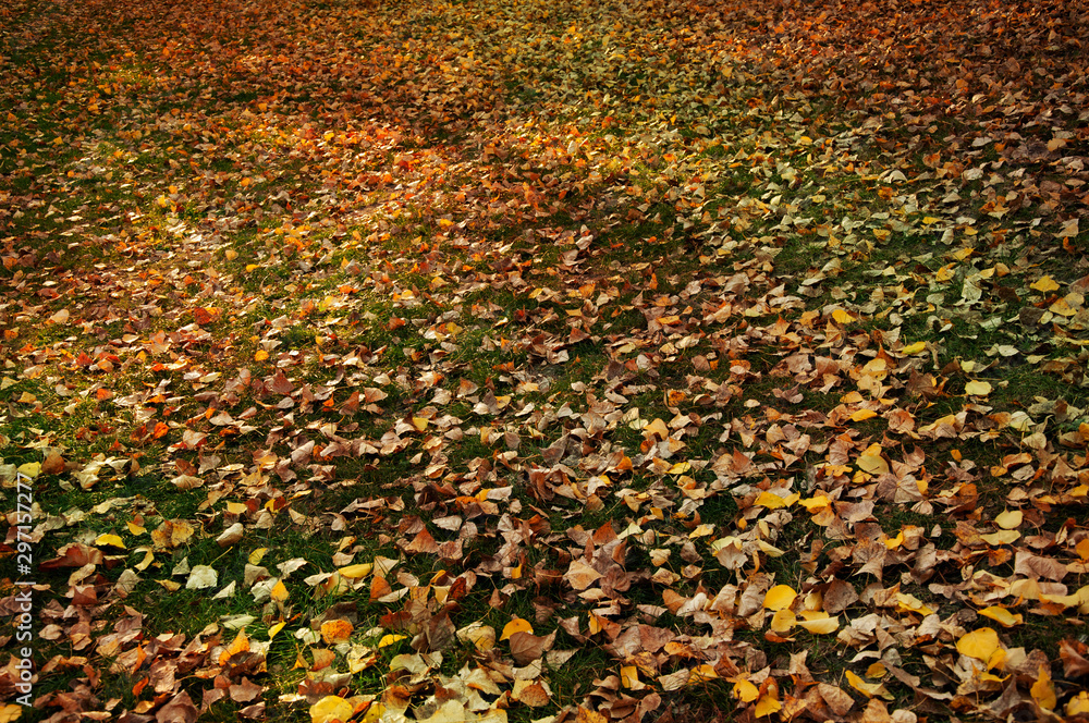 Fallen yellow, orange leaves on the grass in the park. Autumn background, texture Fallen yellow, orange leaves on the grass in the park. Autumn background, texture