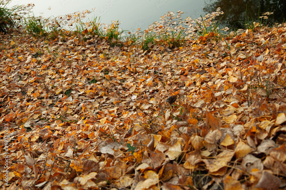 Fallen yellow, orange leaves on the grass in the park. Autumn background, texture