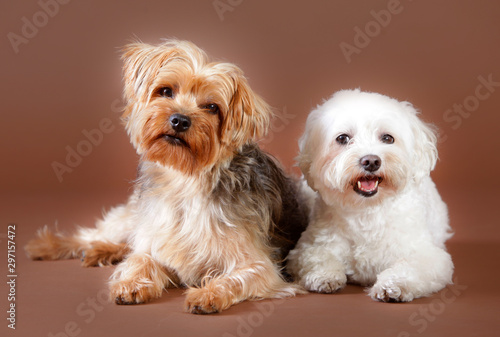 Bichon frise dog and yorkshire