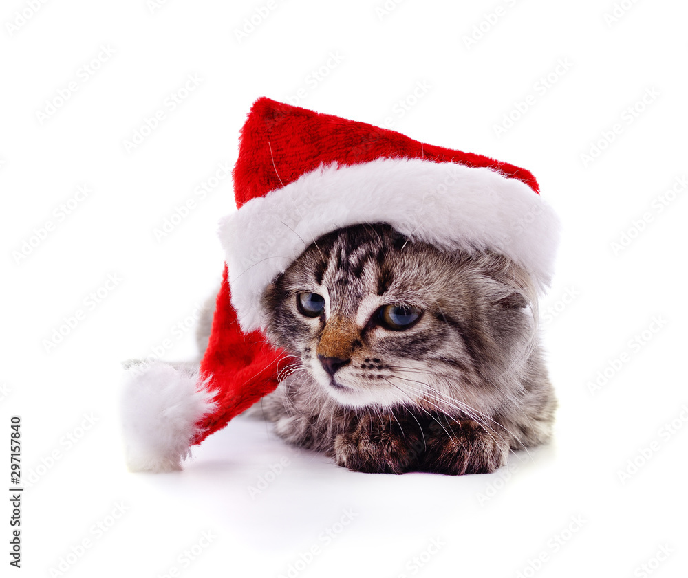 Kitten in a Santa hat. Kitten in a Santa hat.