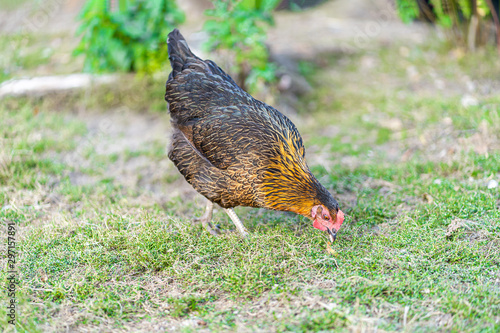 Hen on an organic farm. Free range chicken. Happy Hen The hen lays an egg.