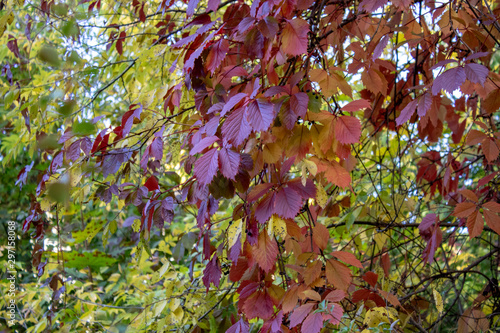 Autumn branches of wild grapes with burgundy leaves like garlands among green trees photo