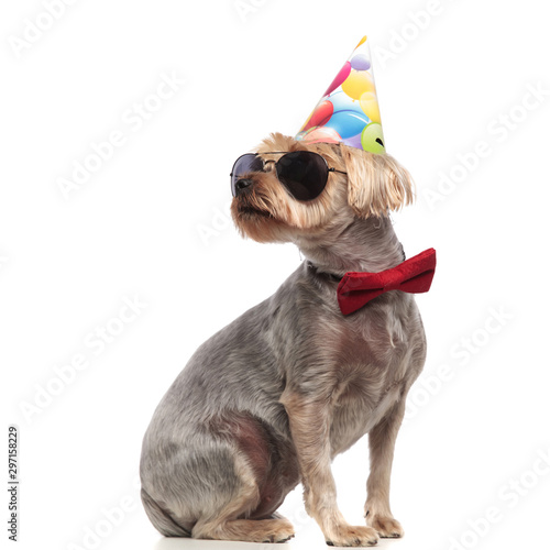 side view of cute yorkshire terrier wearing birthday hat