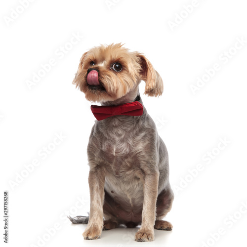 adorable yorkshire terrier licking nose on white background