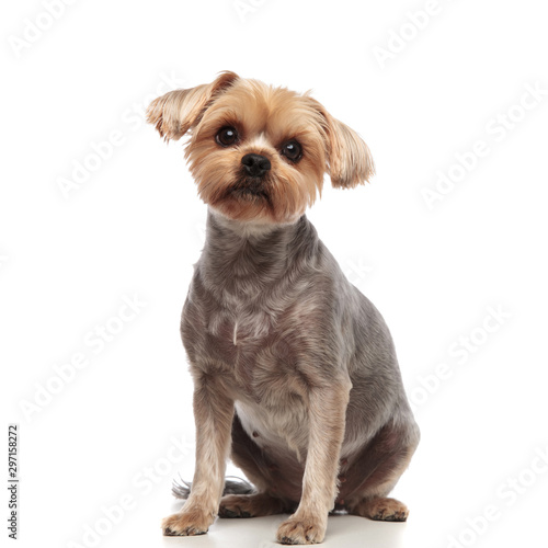 adorable yorkshire terrier looking up on white background