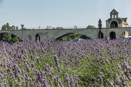 Lavender field and in the background a historic bridge in Avignon photo