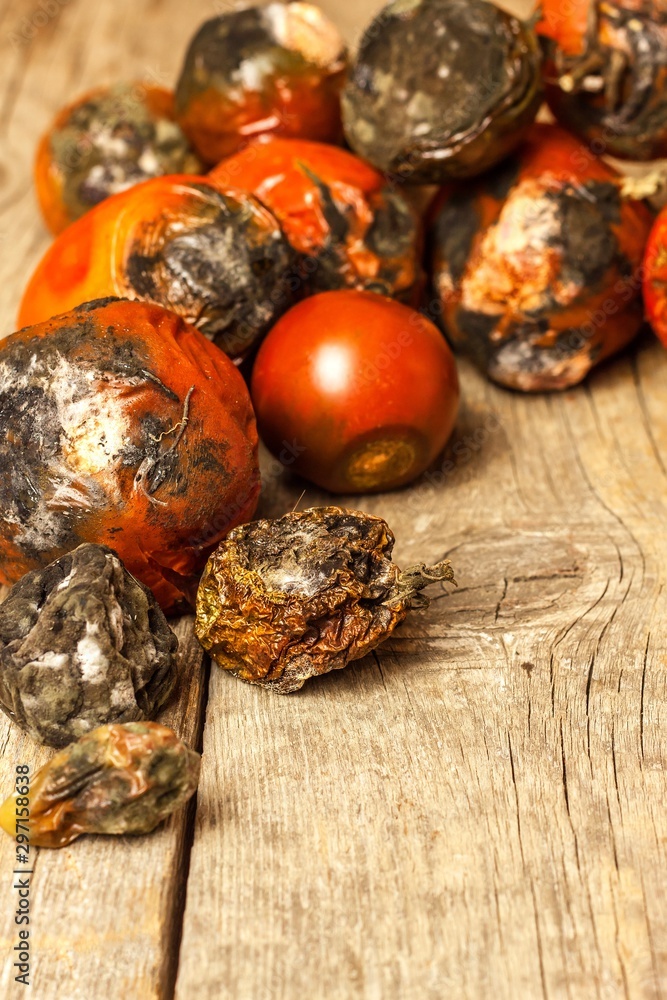 Moldy tomatoes. Storage of vegetables. Unhealthy food. Mold on vegetables. Spoiled food.