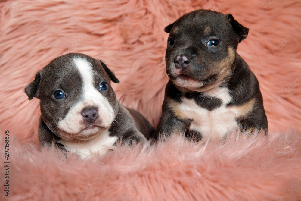 Two pensive American bully puppies looking away