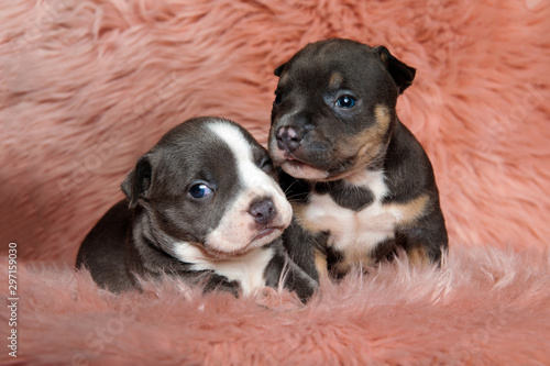 Two adorable american bully puppies laying down