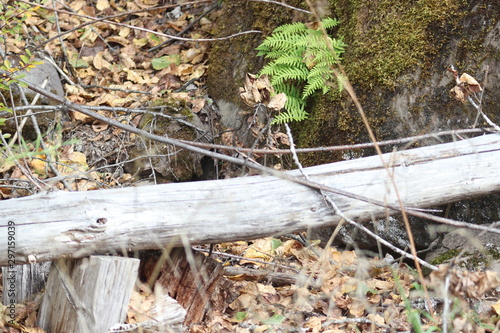 fern4