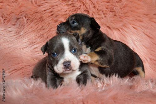 Little american bully puppies playing together