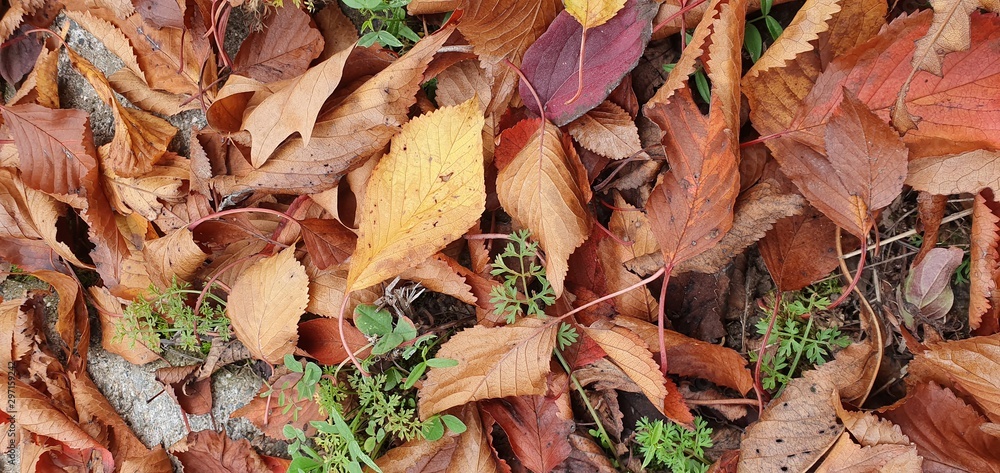 Beautiful autumn landscape. Much yellow, red and green leaves in a forest. Foliage background. Beautiful autumn landscape. Much yellow, red and green leaves in a forest. Foliage background.