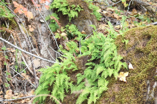fern1
