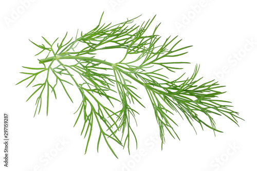 fresh dill isolated on a white background