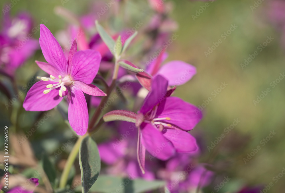 close up blooming pink flowers of the willowherb, Chamaenerion angustifolium known as fireweed, great willowherb, rosebay willowherb on a bokeh blurred green background. Copy space close up blooming pink flowers of the willowherb, Chamaenerion angustifolium known as fireweed, great willowherb, rosebay willowherb on a bokeh blurred green background. Copy space