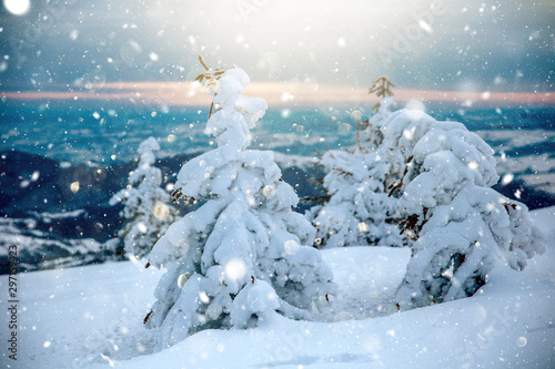 Scenic winter landscape with snowy fir trees. Winter postcard. © belyaaa