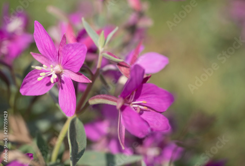 close up blooming pink flowers of the willowherb  Chamaenerion angustifolium known as fireweed  great willowherb  rosebay willowherb on a bokeh blurred green background. Copy space