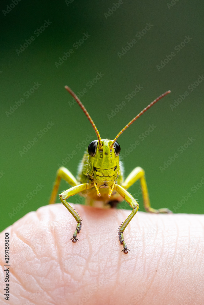 Fototapeta premium Sumpfschrecke sitzt auf einer Hand
