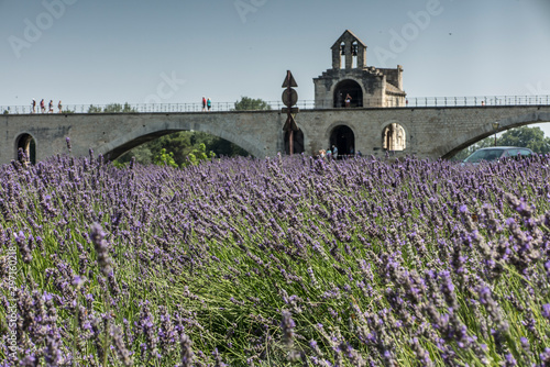 Lavender field and in the background a historic bridge in Avignon photo