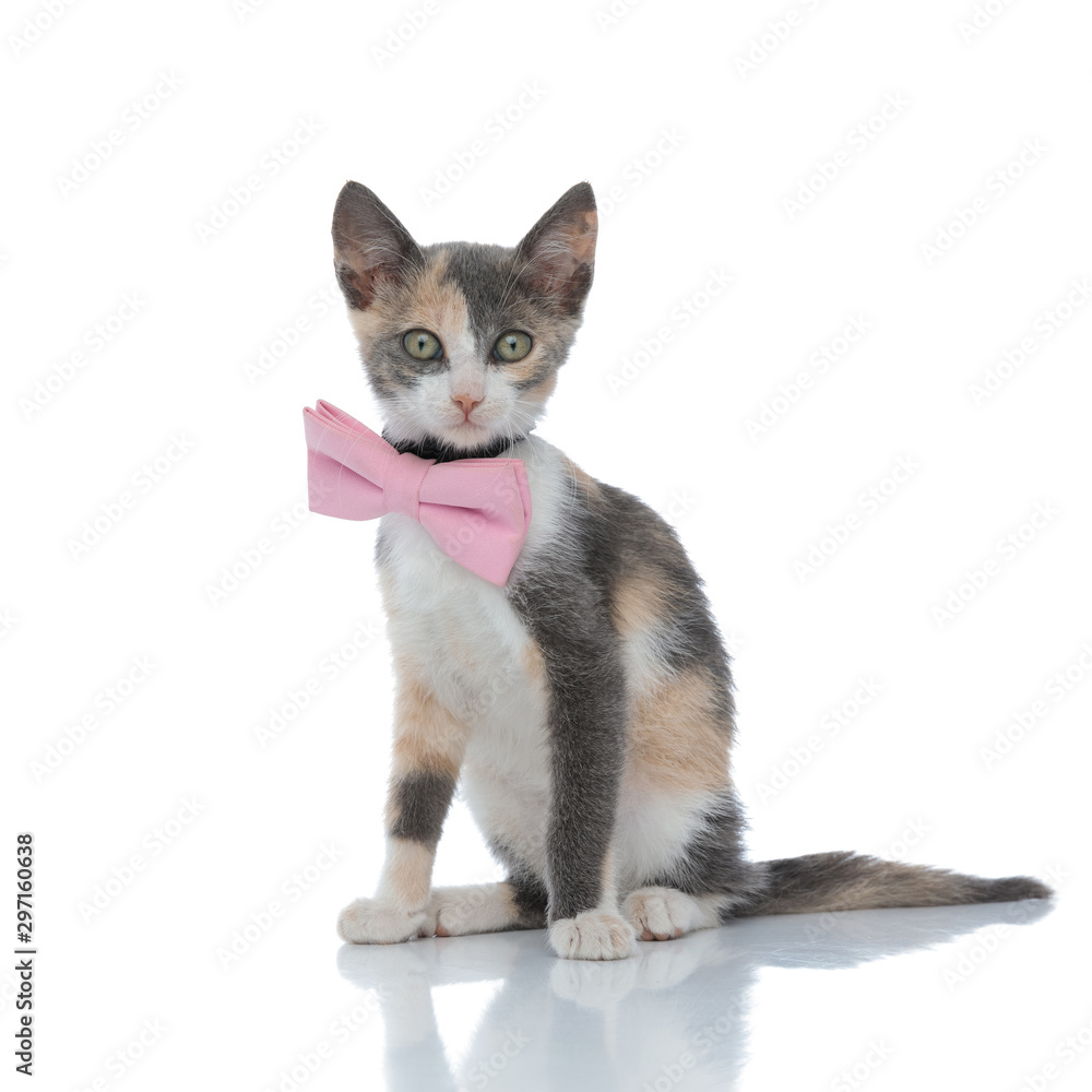 Lovely kitten looking forward while wearing a pink bowtie