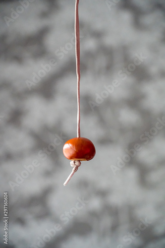 Conker on string for conker fight or battle. Typical autumn game