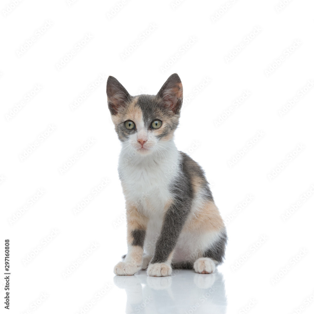 Lovely cat looking away while siting on white studio background