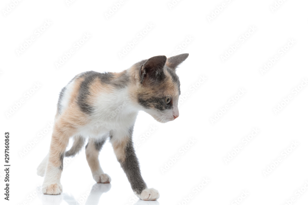 Obraz premium Curious cat looking around and investigating