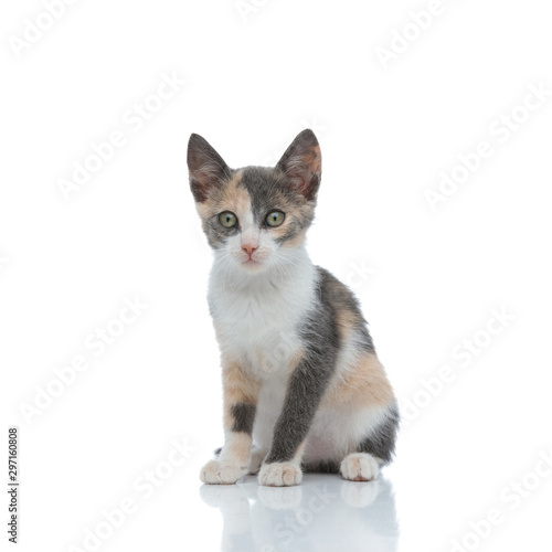 Lovely cat looking away while siting on white studio background © Viorel Sima