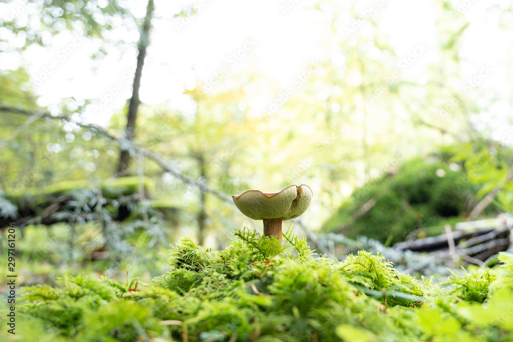 Obraz premium Der Pilz