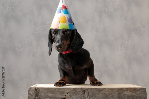 teckel dog sitting on wooden board scared photo