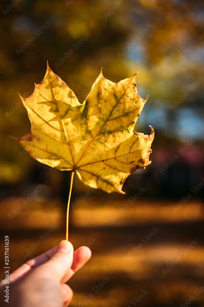 Close-up of a hand holding yellow autumn maple leaf against the sun in the park.