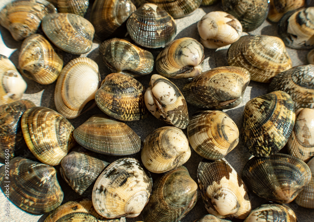 Veracious clams of the Tyrrhenian Sea, Italy