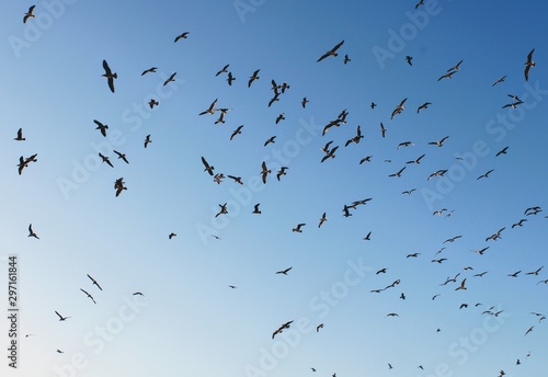 flock of birds on blue sky © Freesia